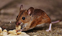 24 Hour & Emergency Exterminators in Meriden, CT